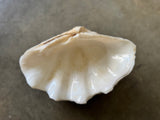 Tridacna Gigas Giant Clam Shell