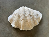 Tridacna Gigas Giant Clam Shell