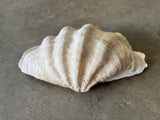Tridacna Gigas Giant Clam Shell