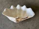 Tridacna Gigas Giant Clam Shell