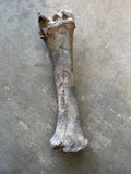 Fossilized Bison Radius