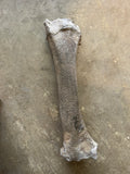 Fossilized Bison Radius