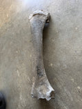 Fossilized Bison Radius
