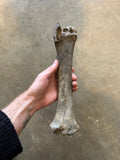 Fossilized Bison Radius
