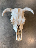 Steer Skull
