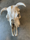 Steer Skull