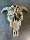 Steer Skull