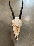 Female Springbok Skull