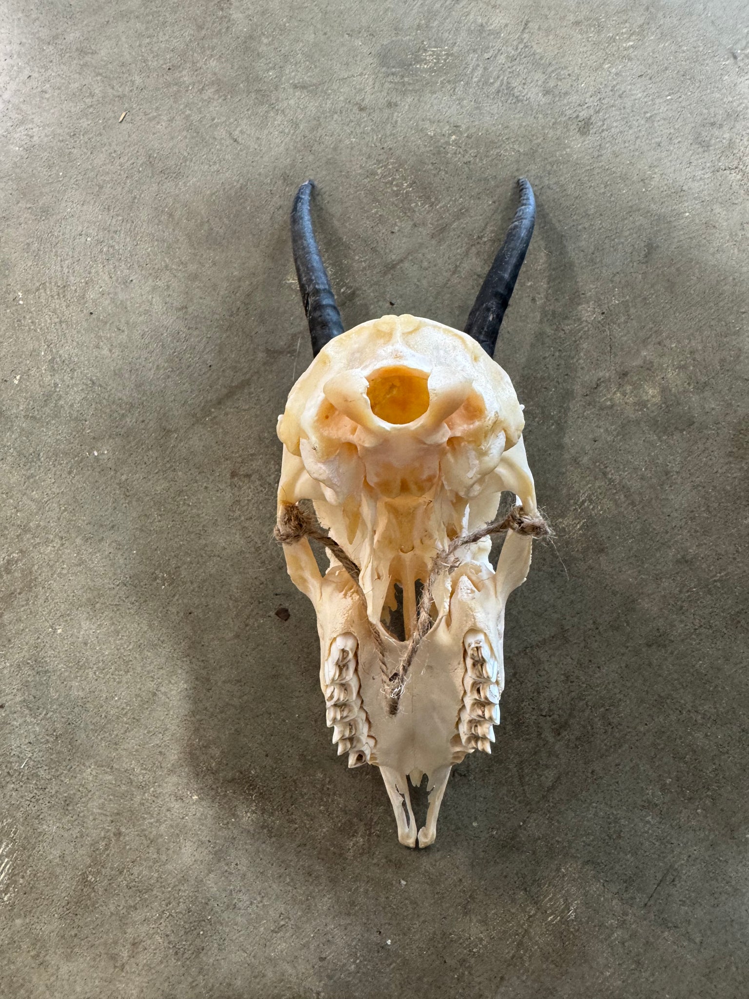 Female Springbok Skull – ROOT ROT