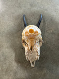 Female Springbok Skull