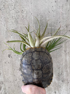 Turtle Shell Planter