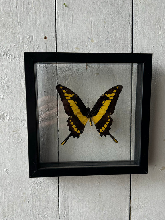 Framed Heraclides thoas