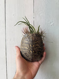 Turtle Shell Planter