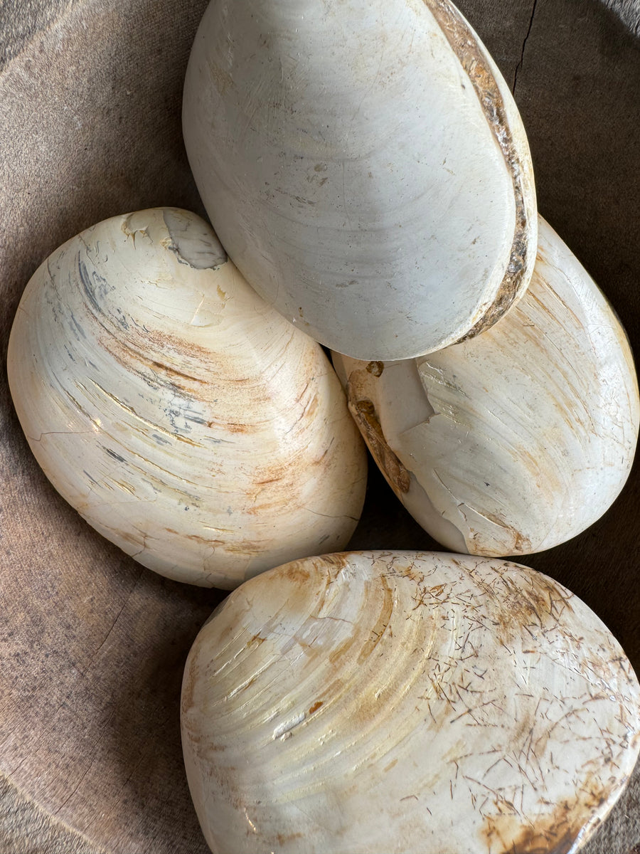 Fossilized Clam – ROOT ROT