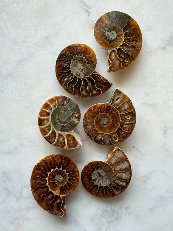 Mini Ammonite