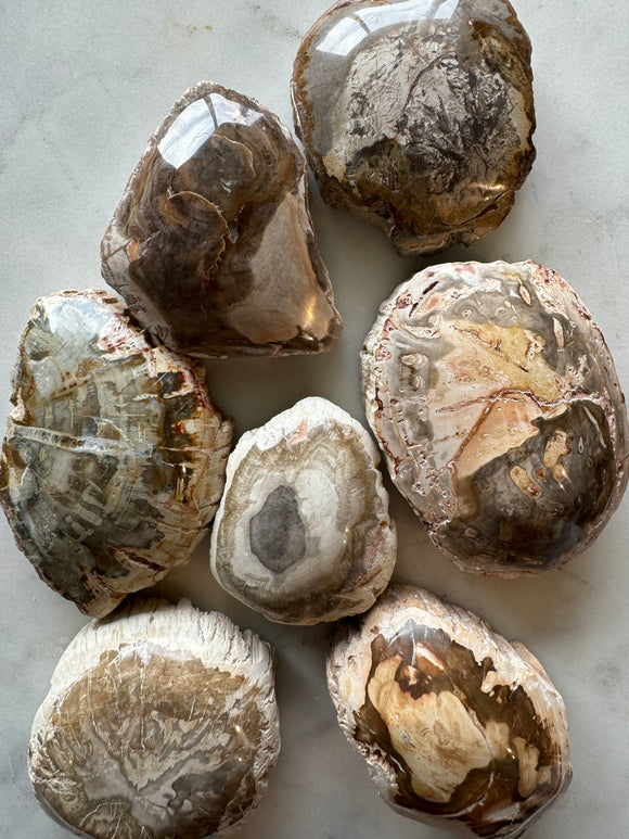 Polished Petrified Wood