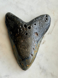 Megalodon Tooth