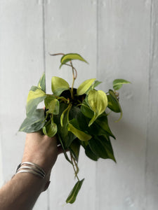 Philodendron Brasil