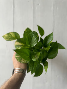 Golden Pothos