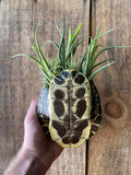 Turtle Shell Planter